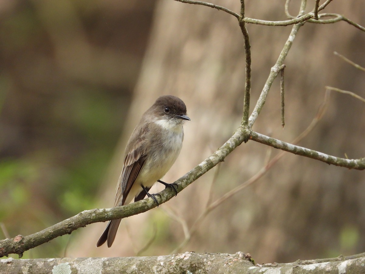 Eastern Phoebe - ML632287531