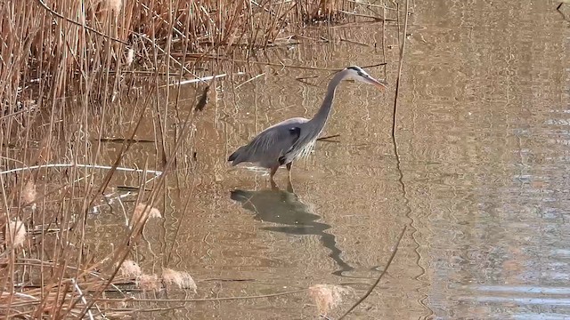 Great Blue Heron - ML632287594