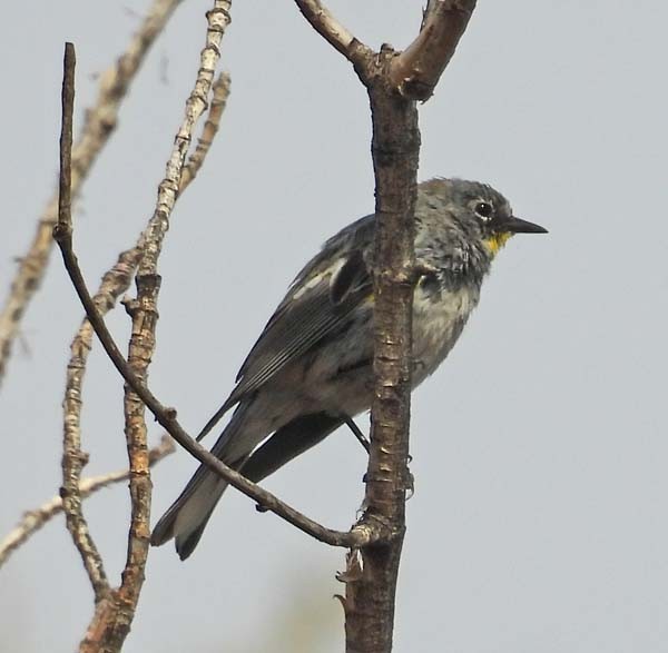 Yellow-rumped Warbler - ML632287606
