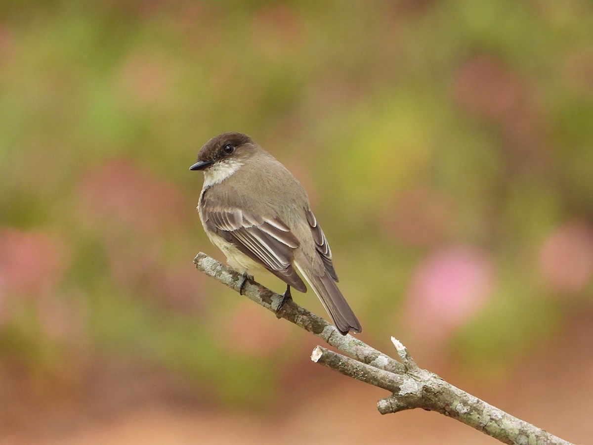 Eastern Phoebe - ML632287637