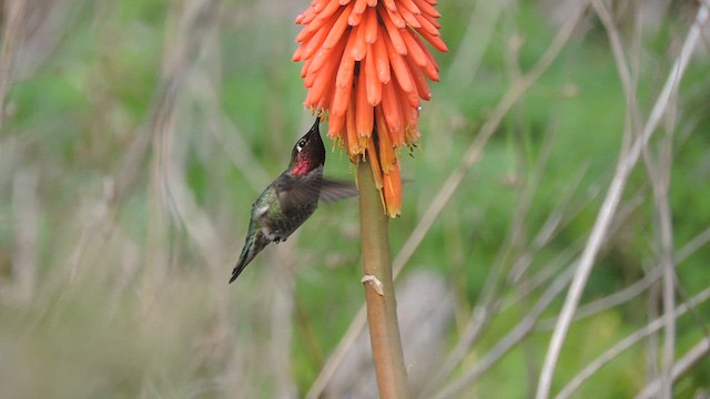 Anna's Hummingbird - ML632287700