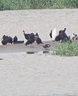 Orinoco Goose - ML632287764