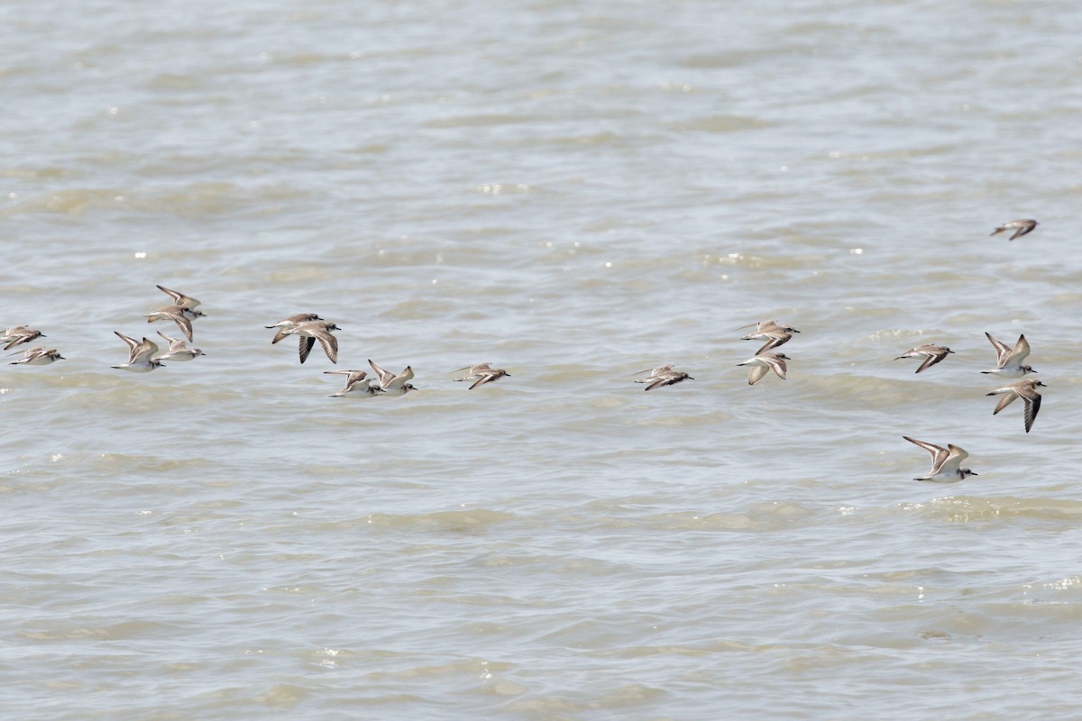 Tibetan Sand-Plover - ML632287772