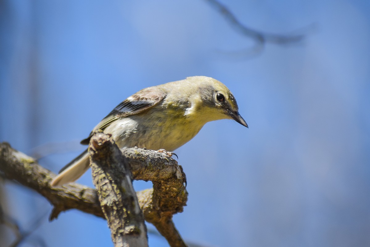 Pine Warbler - ML632287774