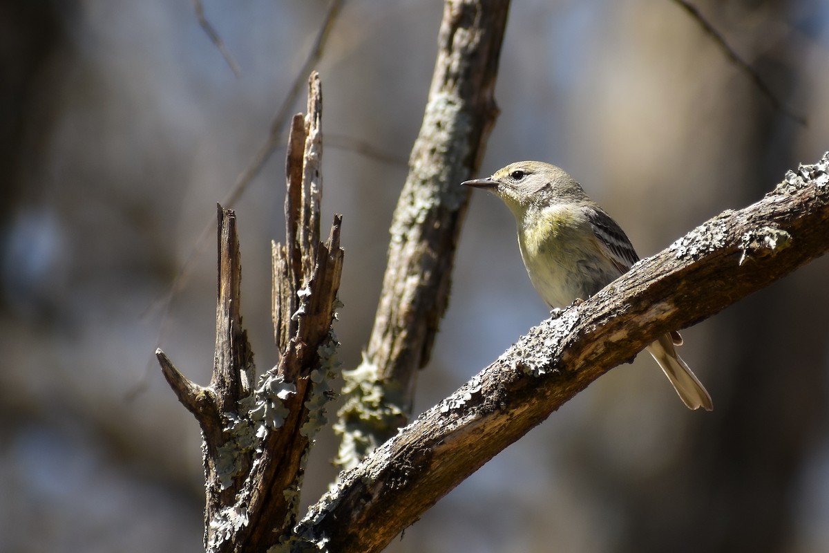 Pine Warbler - ML632287788
