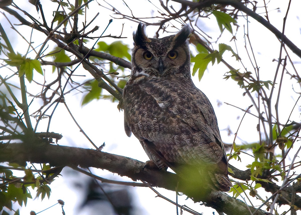 Great Horned Owl - ML632287794