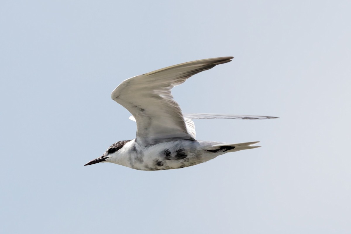 Whiskered Tern - ML632287821