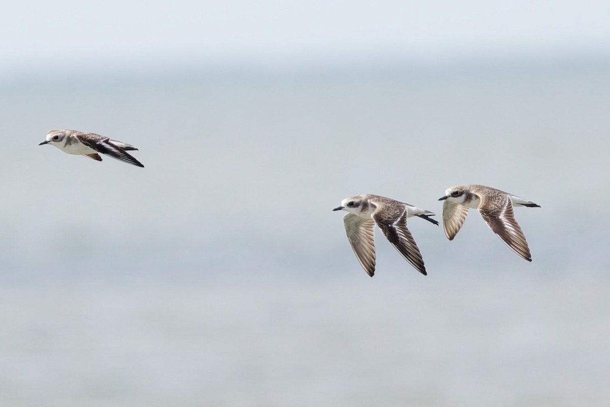 Tibetan Sand-Plover - ML632287839