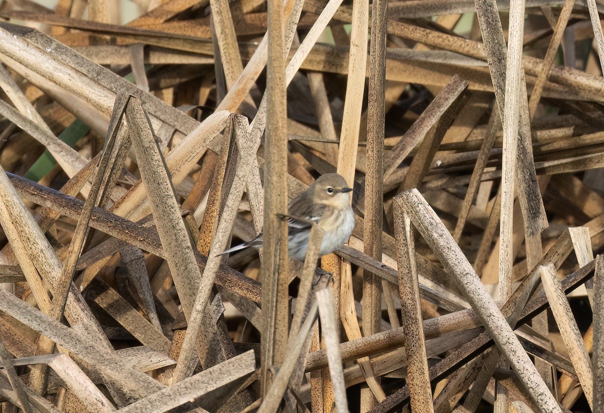 Yellow-rumped Warbler (Myrtle) - ML632287846