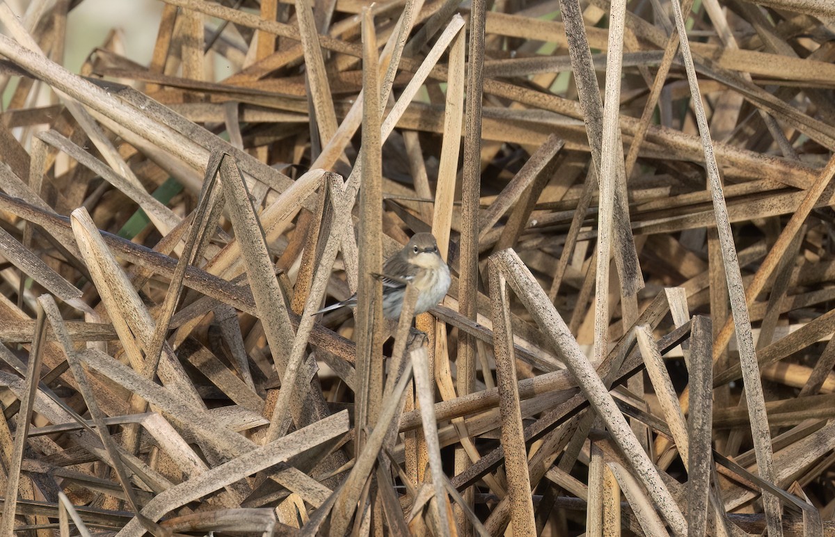 Yellow-rumped Warbler (Myrtle) - ML632287847