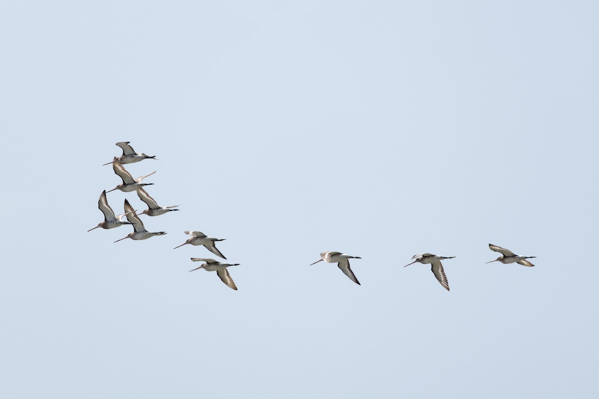 Black-tailed Godwit - ML632287853