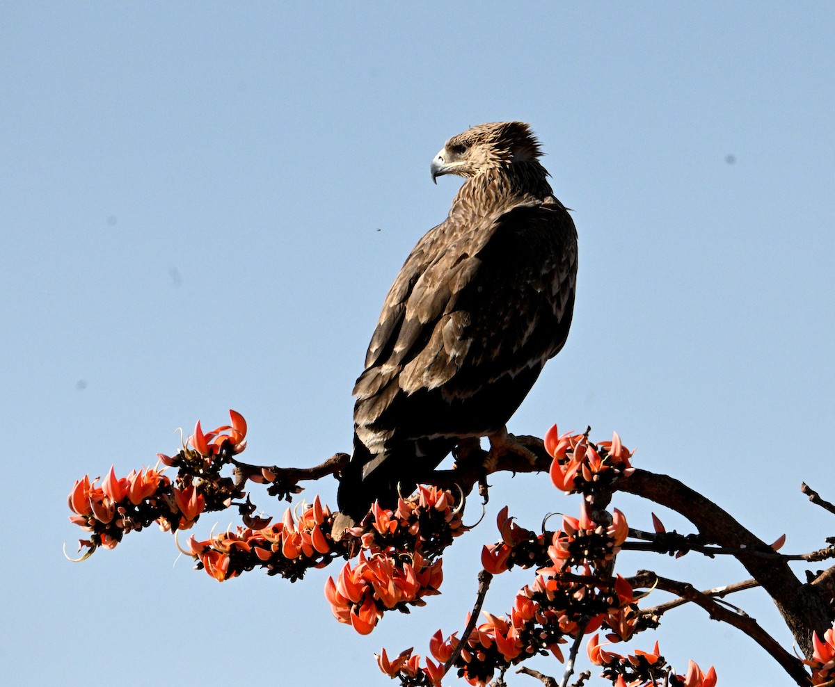 Imperial Eagle - ML632287854