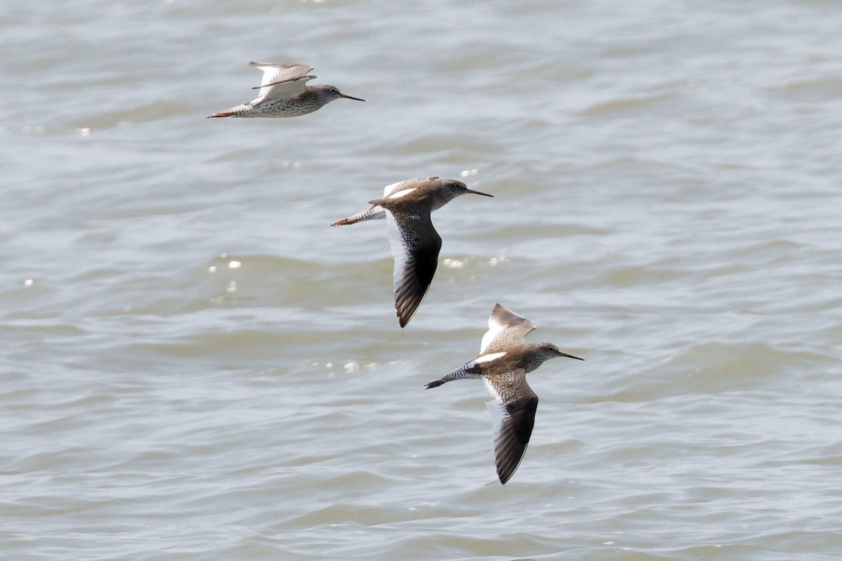 Common Redshank - ML632287877