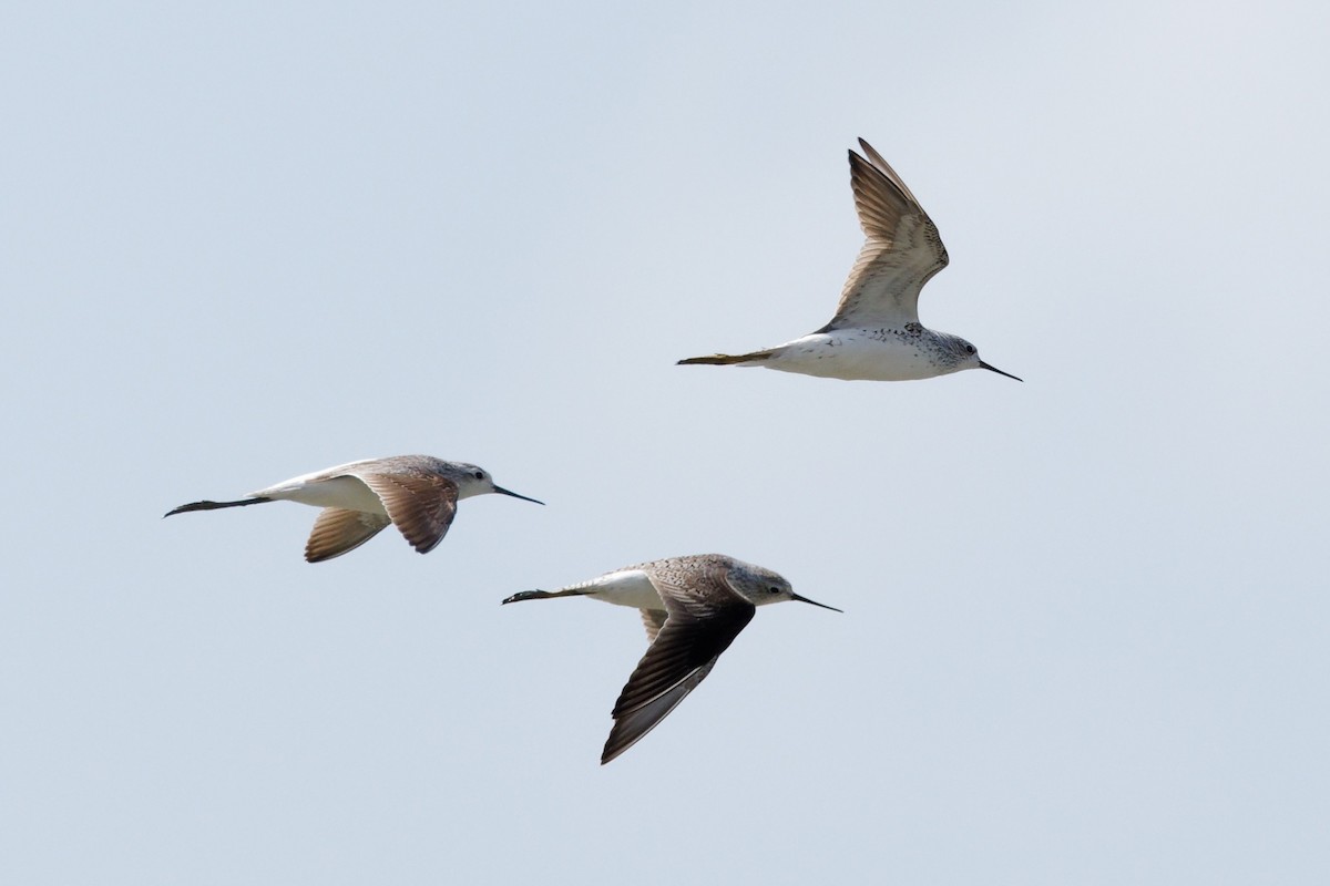Marsh Sandpiper - ML632287907