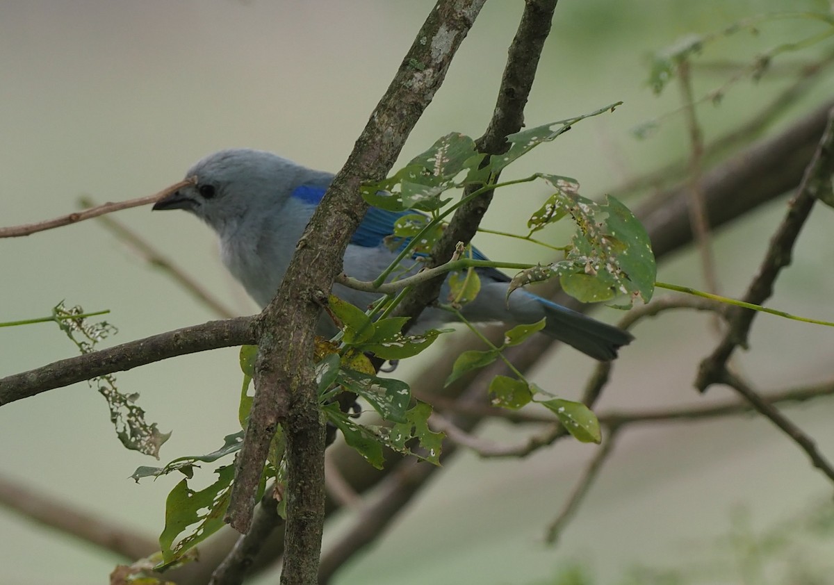 Blue-gray Tanager (Blue-gray) - ML632287910