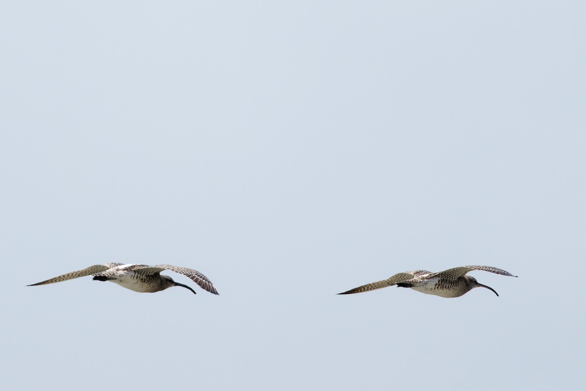 Whimbrel (White-rumped) - ML632287934