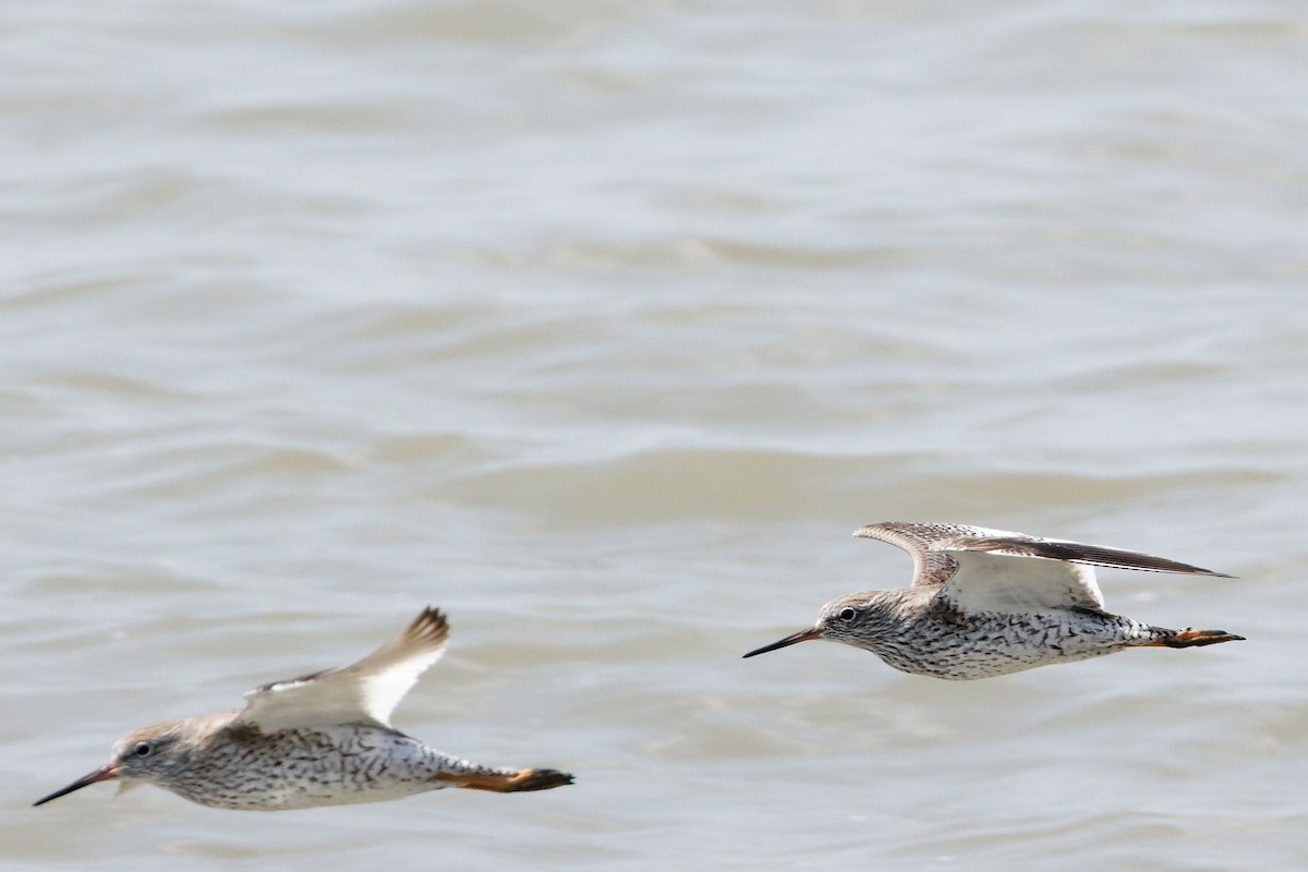 Common Redshank - ML632287954