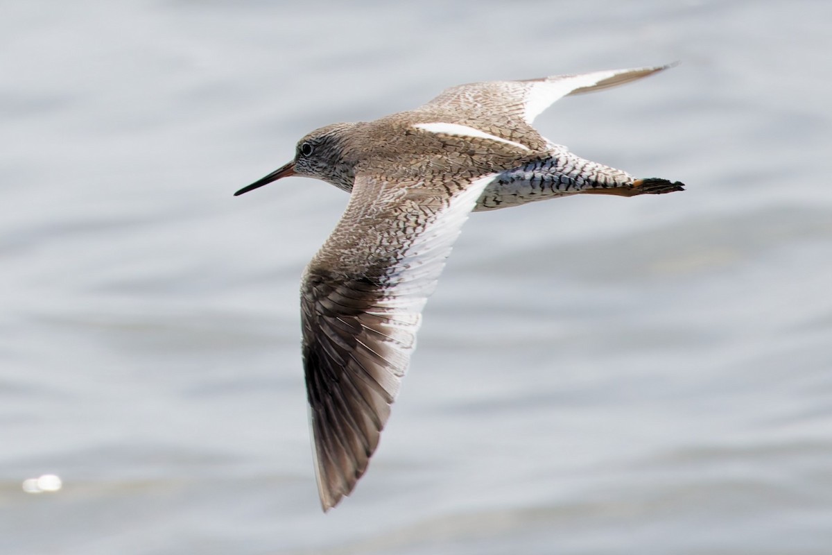 Common Redshank - ML632287967