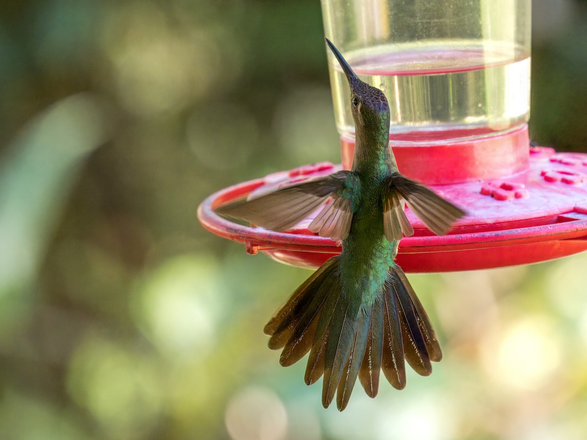 Wedge-tailed Sabrewing - ML632287976