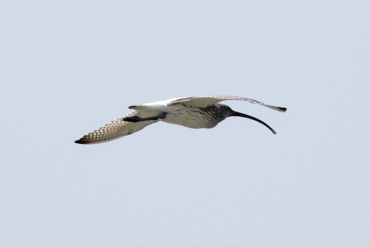 Eurasian Curlew - ML632288044