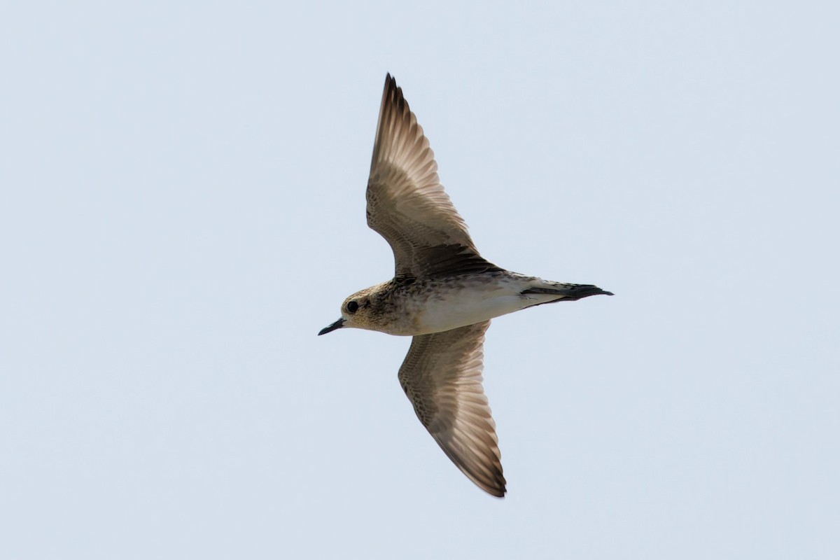 Pacific Golden-Plover - ML632288128