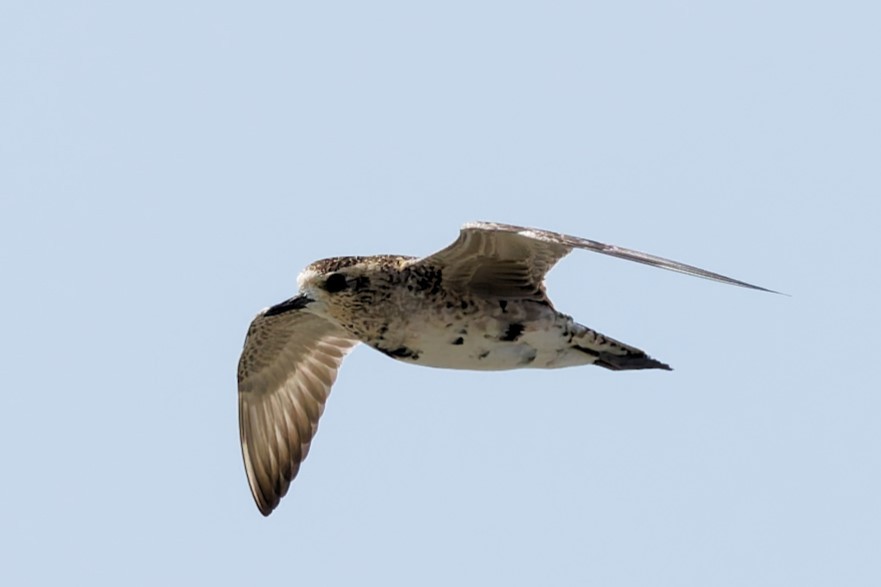 Pacific Golden-Plover - ML632288185