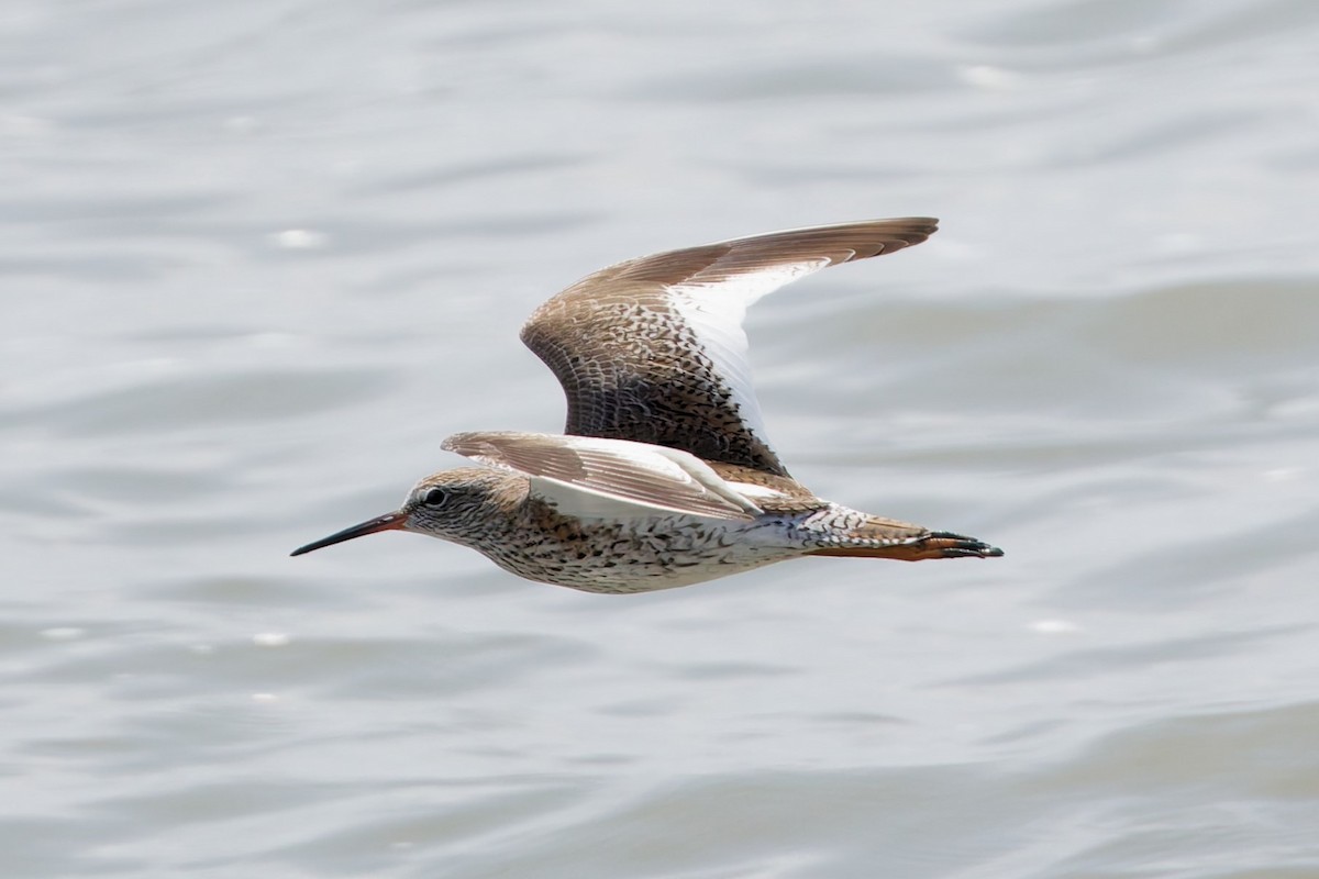 Common Redshank - ML632288206