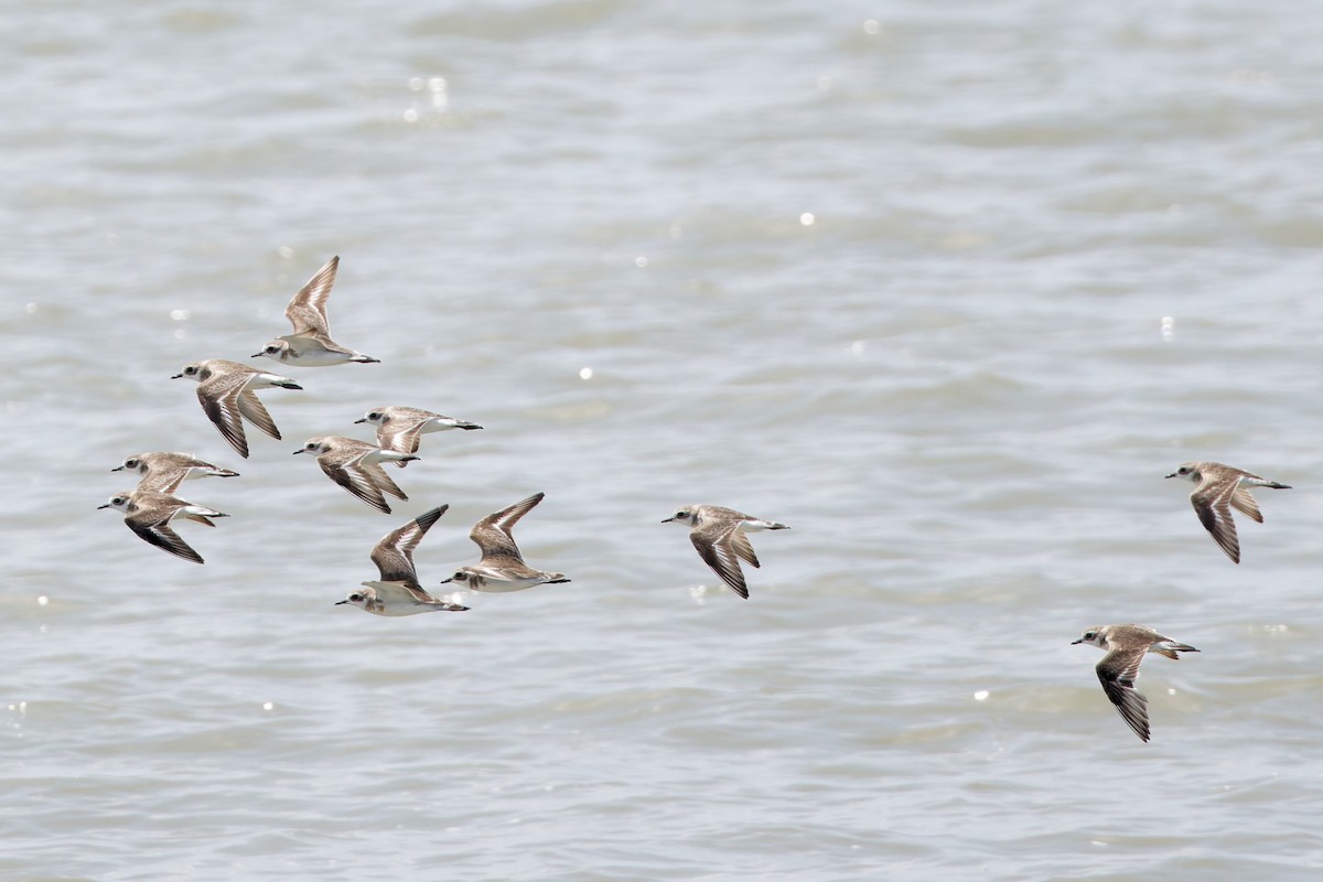 Tibetan Sand-Plover - ML632288253