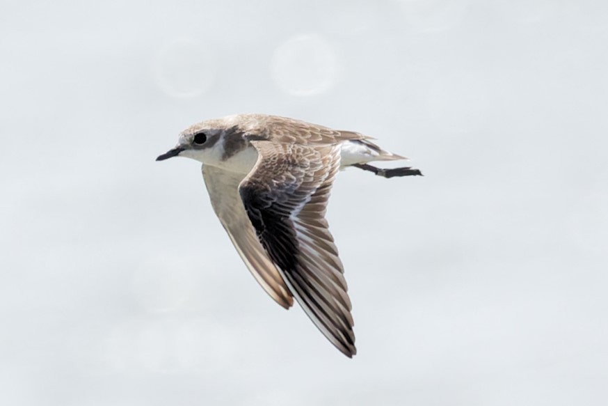 Tibetan Sand-Plover - ML632288291