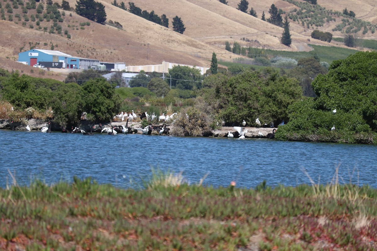 Royal Spoonbill - ML632288294