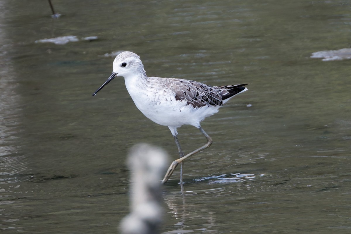 Marsh Sandpiper - ML632288395