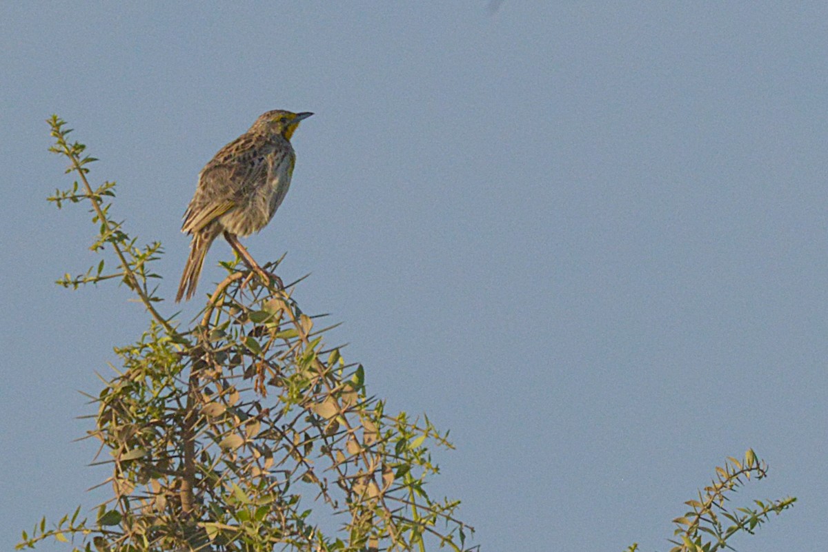 Pangani Longclaw - ML632288439