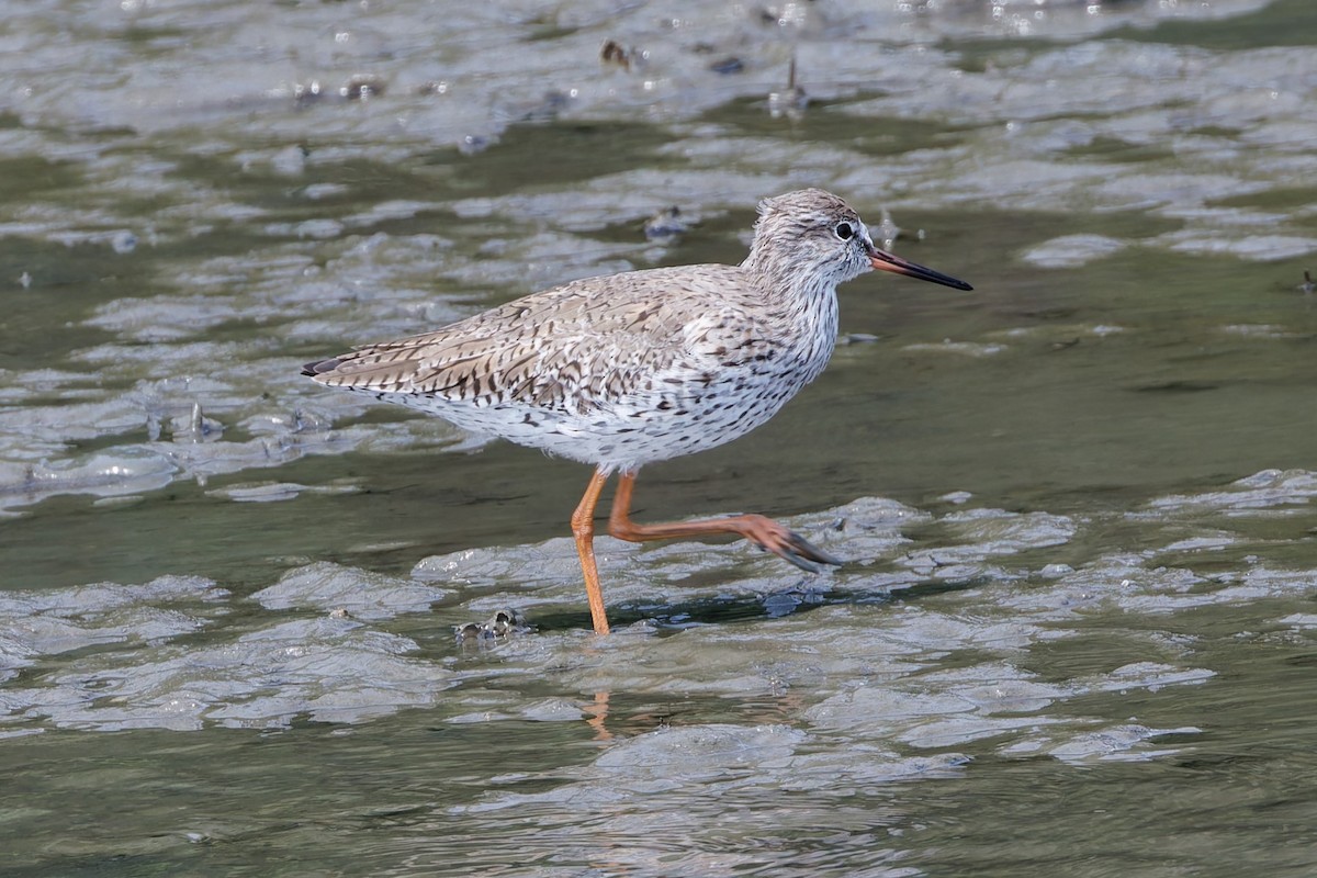Common Redshank - ML632288447