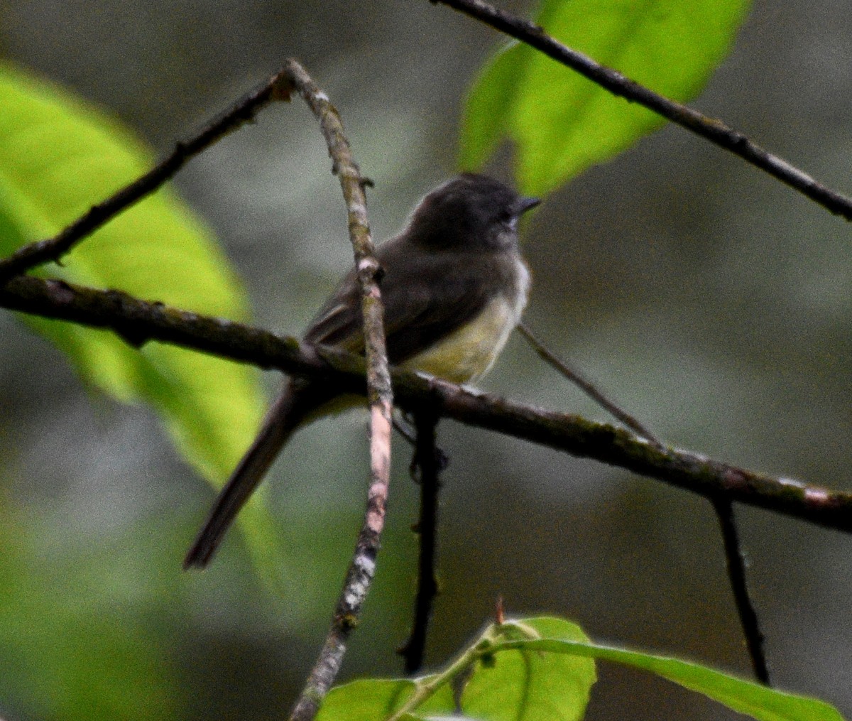 Acadian Flycatcher - ML632288451