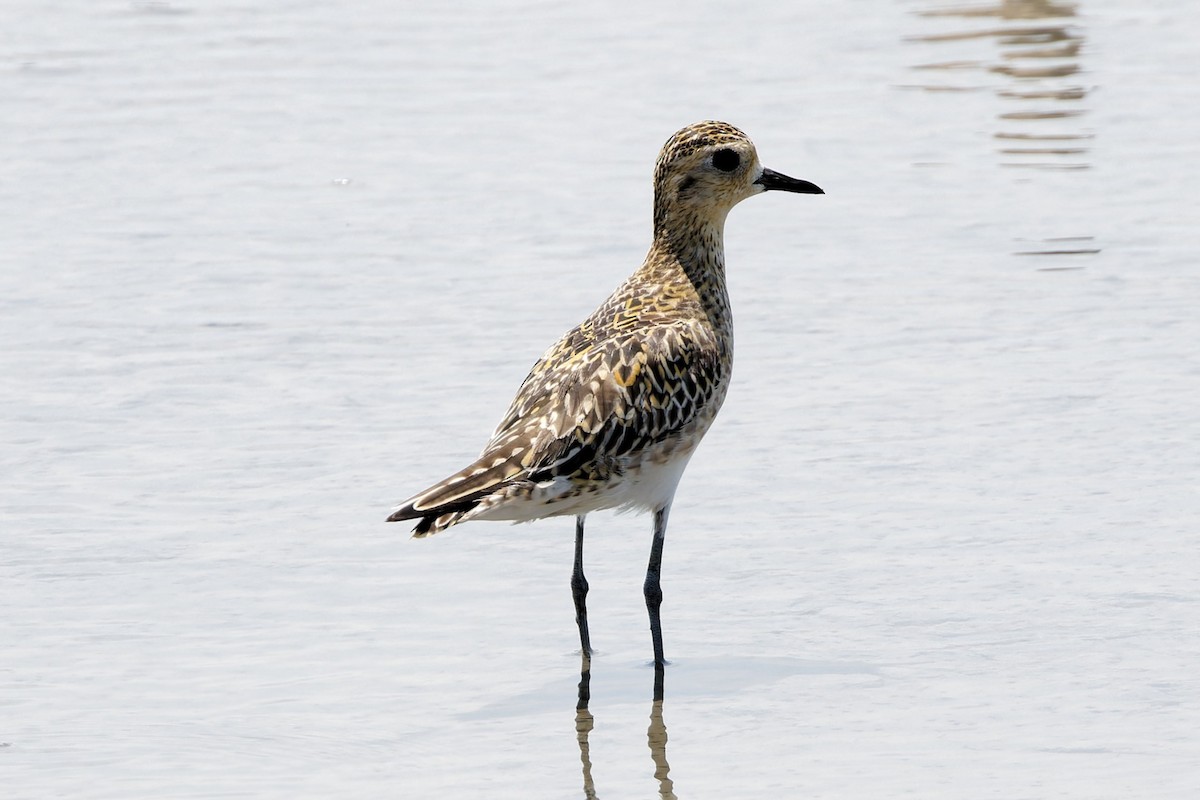 Pacific Golden-Plover - ML632288470