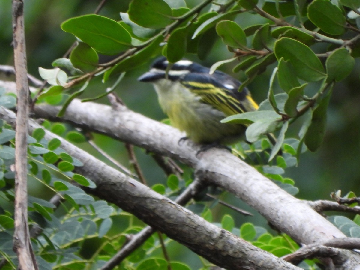 キゴシヒメゴシキドリ（bilineatus グループ） - ML632288576