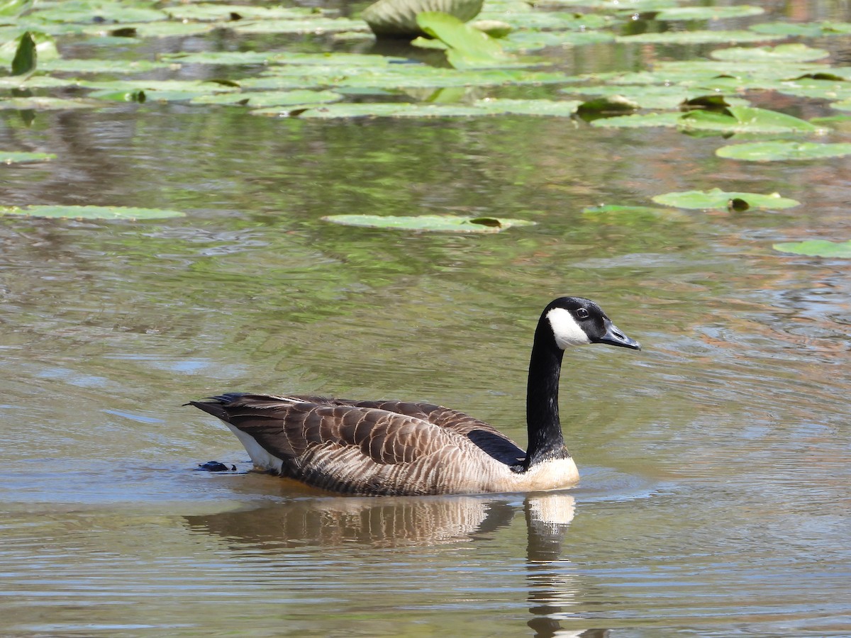 Canada Goose - ML632288752