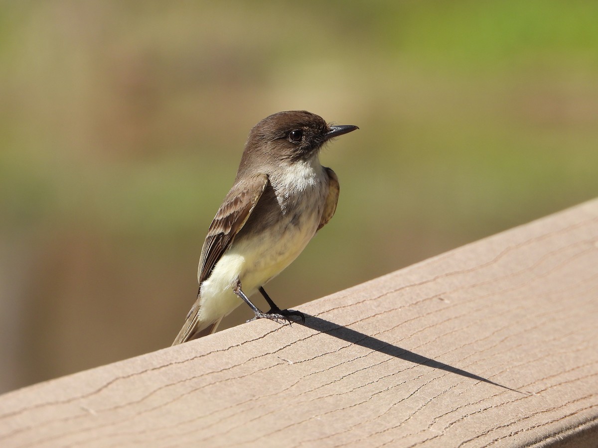 Eastern Phoebe - ML632288761