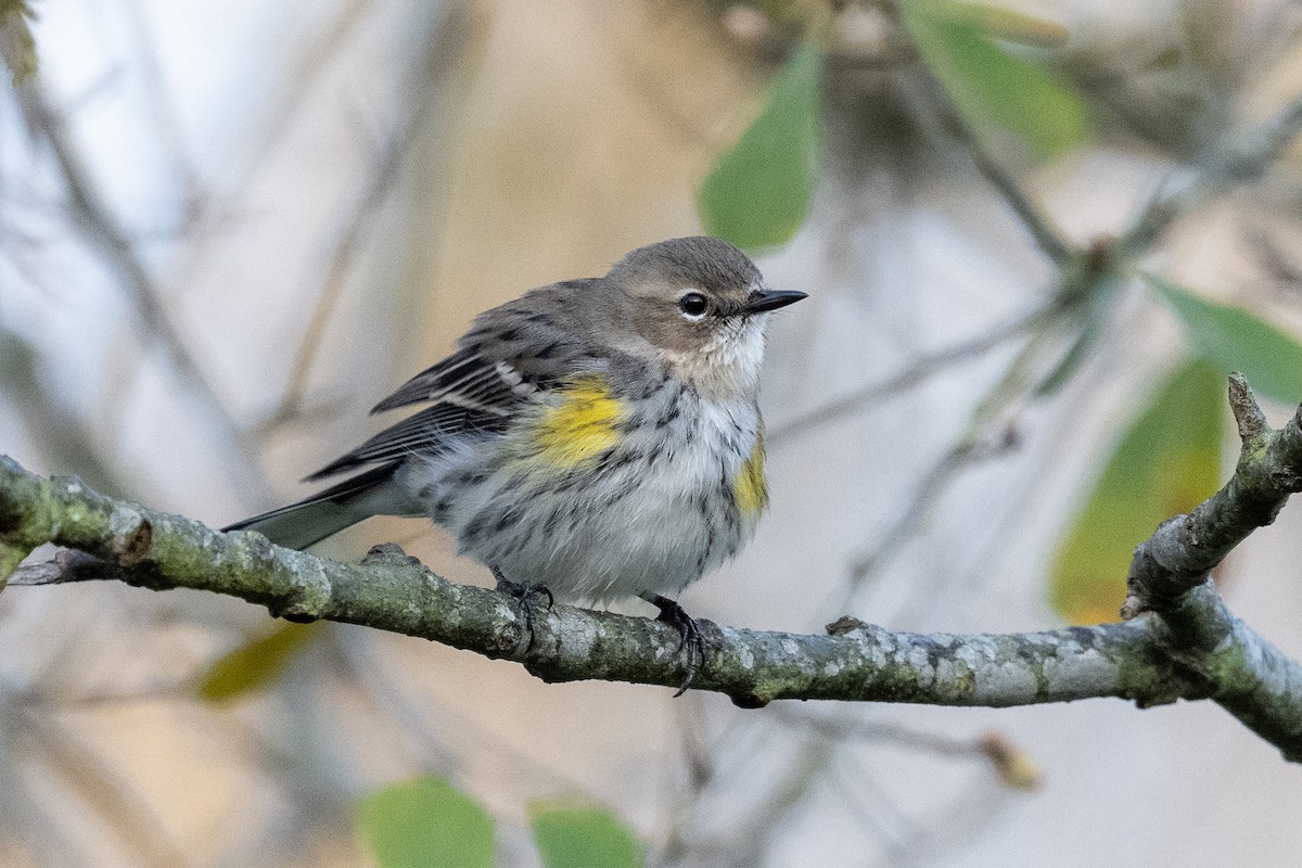 Yellow-rumped Warbler - ML632288829