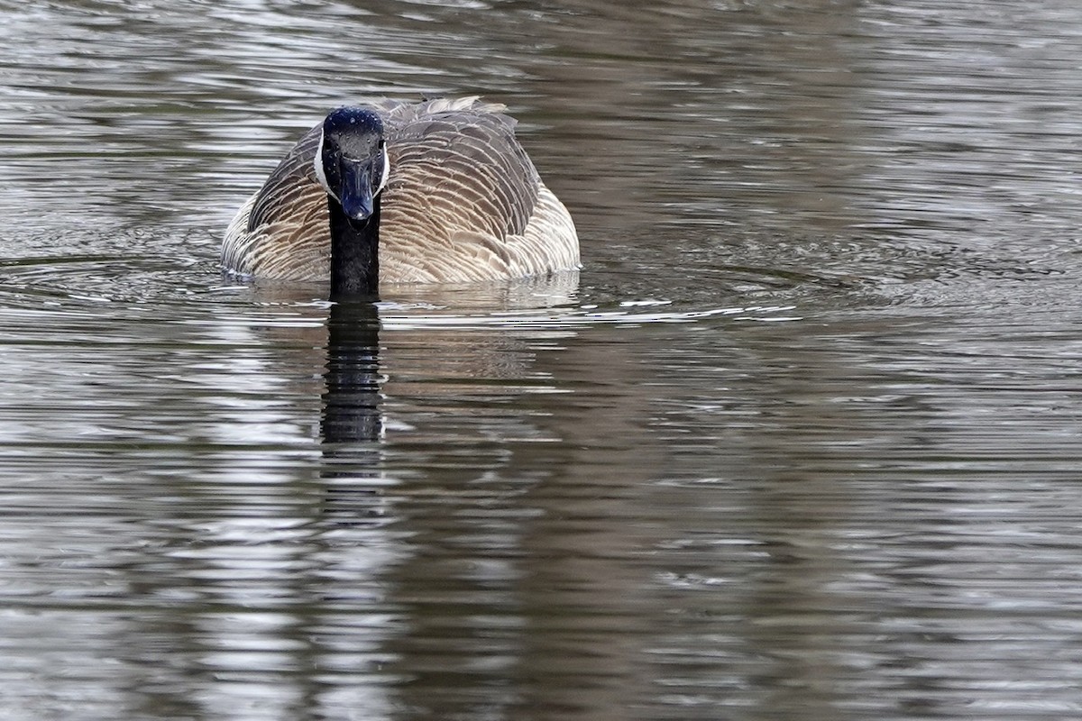 Canada Goose - ML632288919