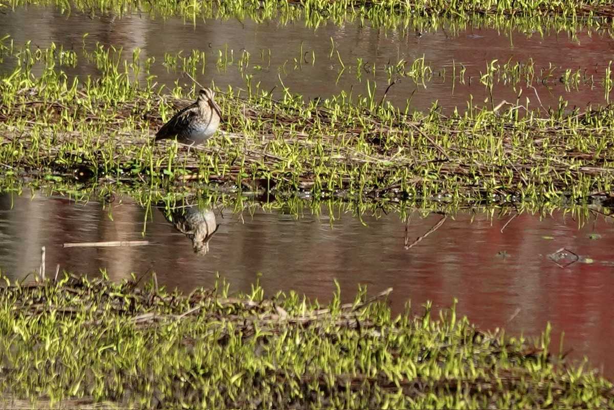 Wilson's Snipe - ML632288956