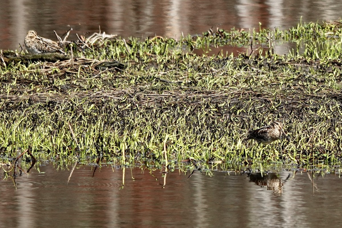 Wilson's Snipe - ML632288957