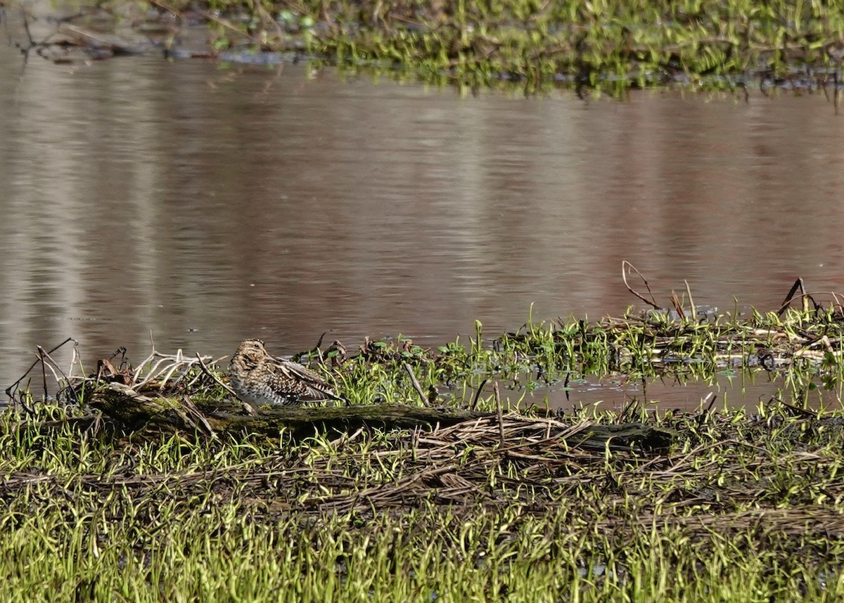 Wilson's Snipe - ML632288958