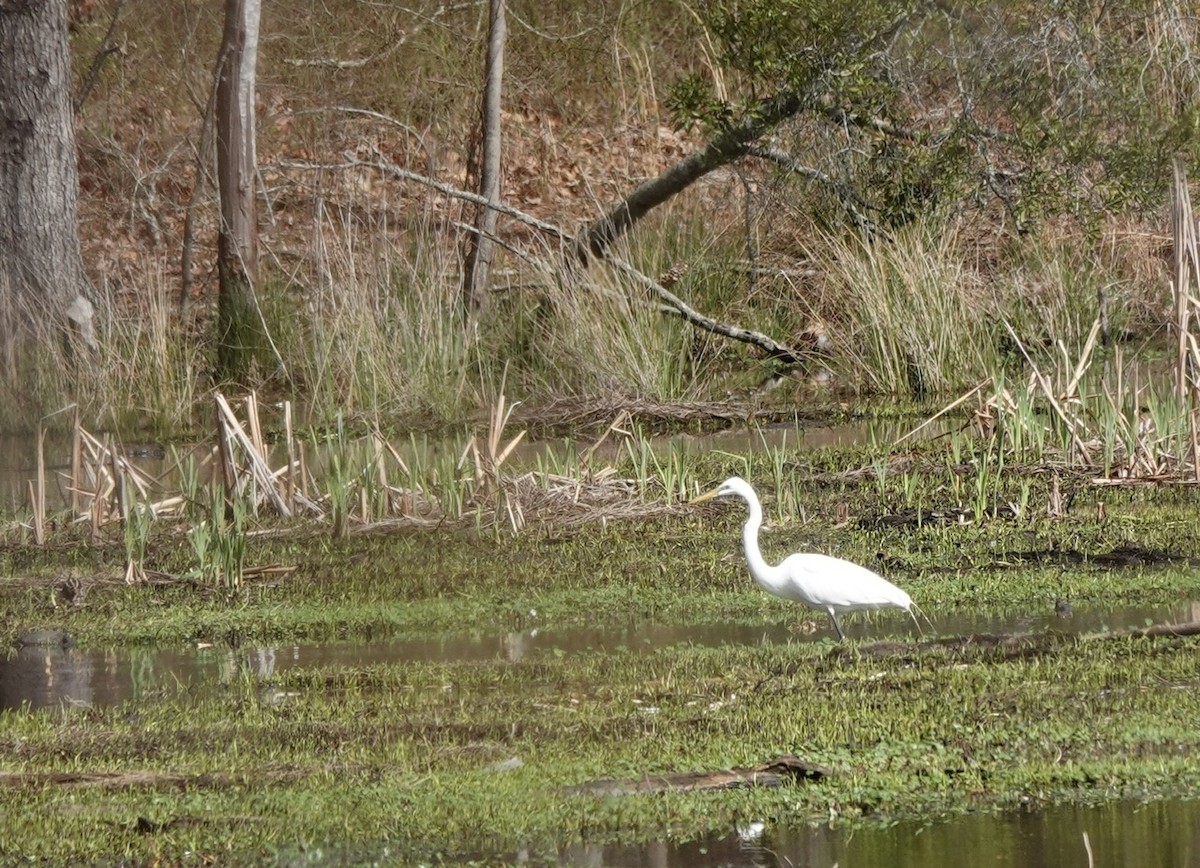 Great Egret - ML632288977