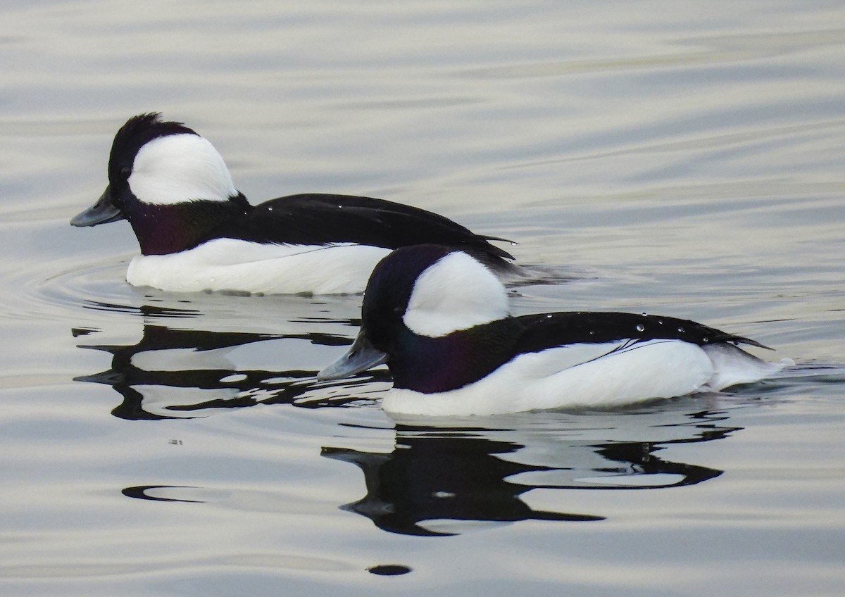 Bufflehead - ML632288991