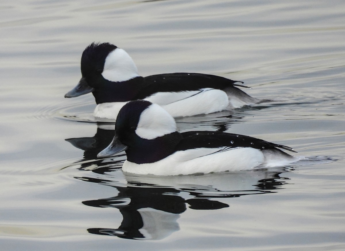 Bufflehead - ML632288992