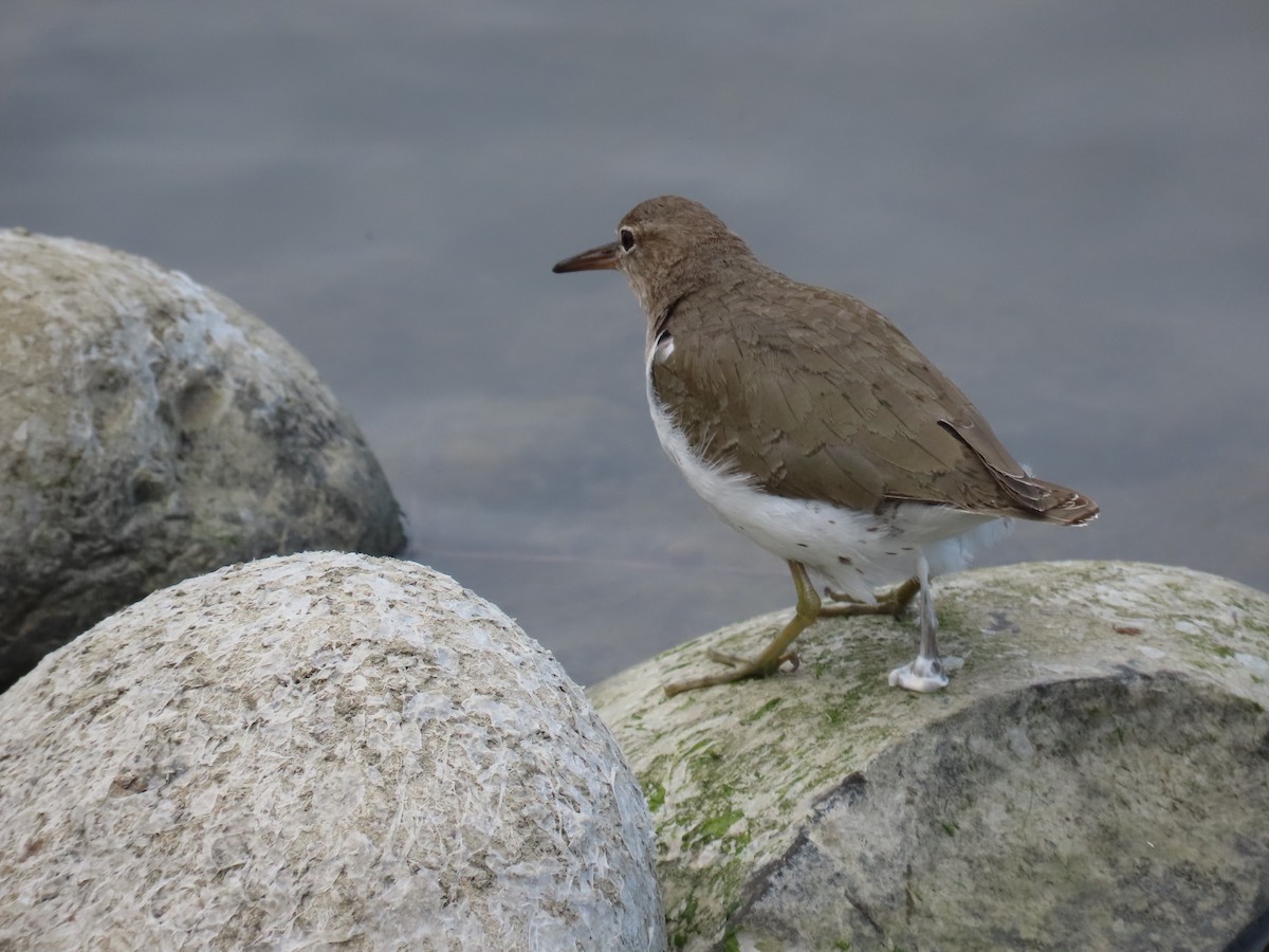 ביצנית נקודה - ML632289019