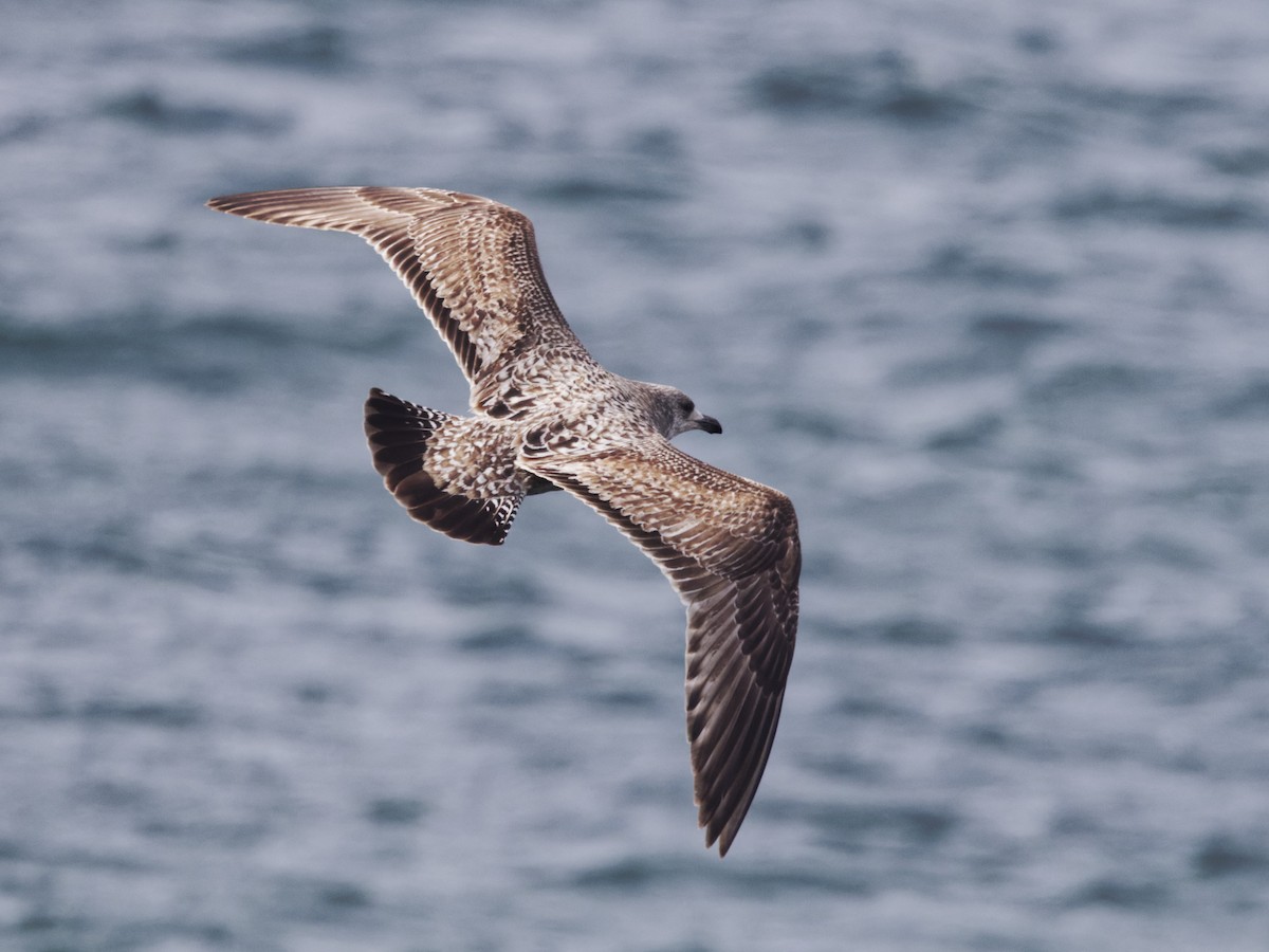 American Herring Gull - ML632289028