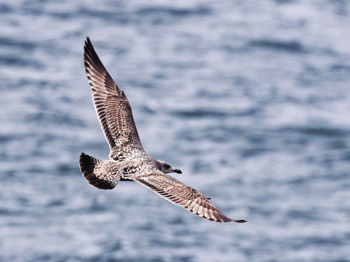 American Herring Gull - ML632289029