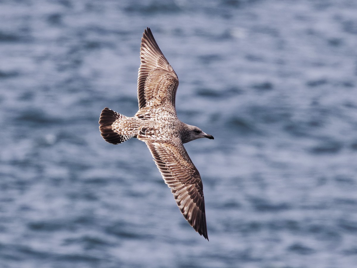 American Herring Gull - ML632289030